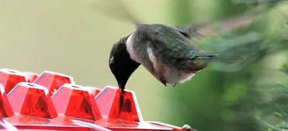 Mangeoire à Nectar Suspendue à 30 Ports en Relief | Nivéa NJ-1