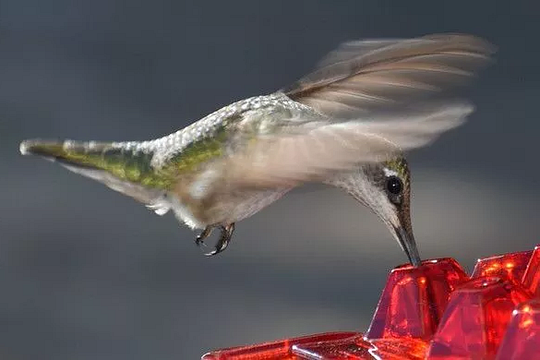 Mangeoire à Nectar Suspendue à 30 Ports en Relief | Nivéa NJ-1
