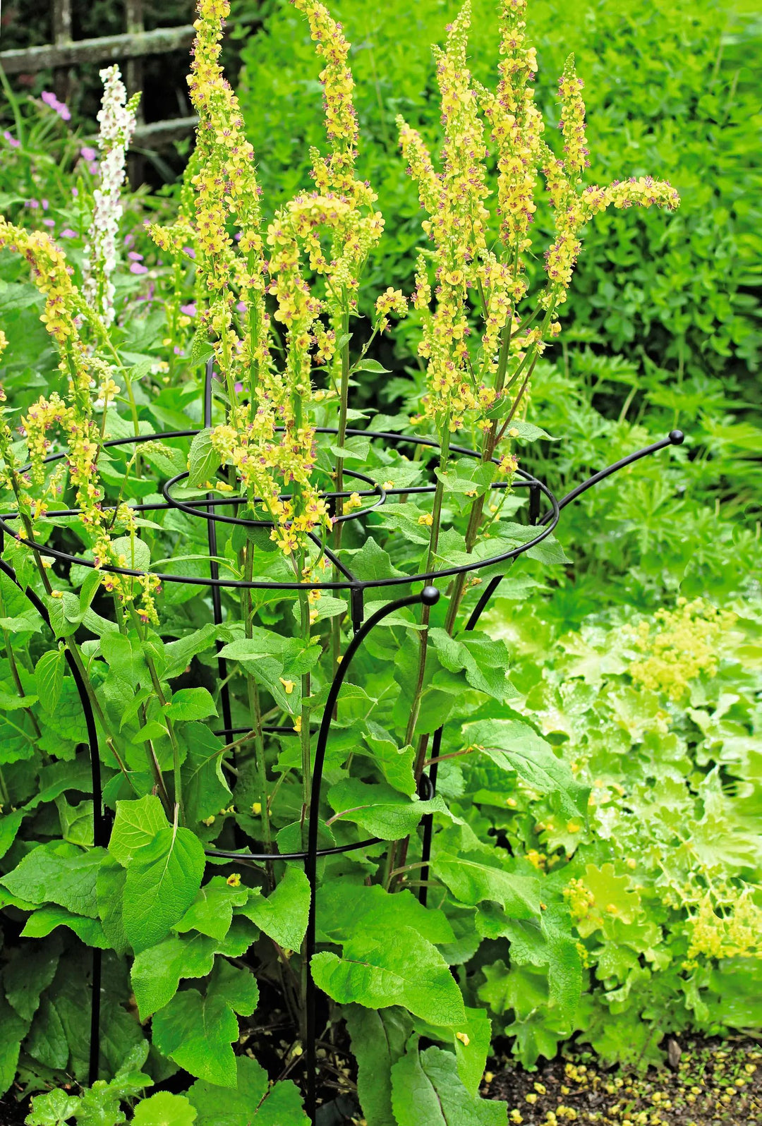 Supports pour plantes