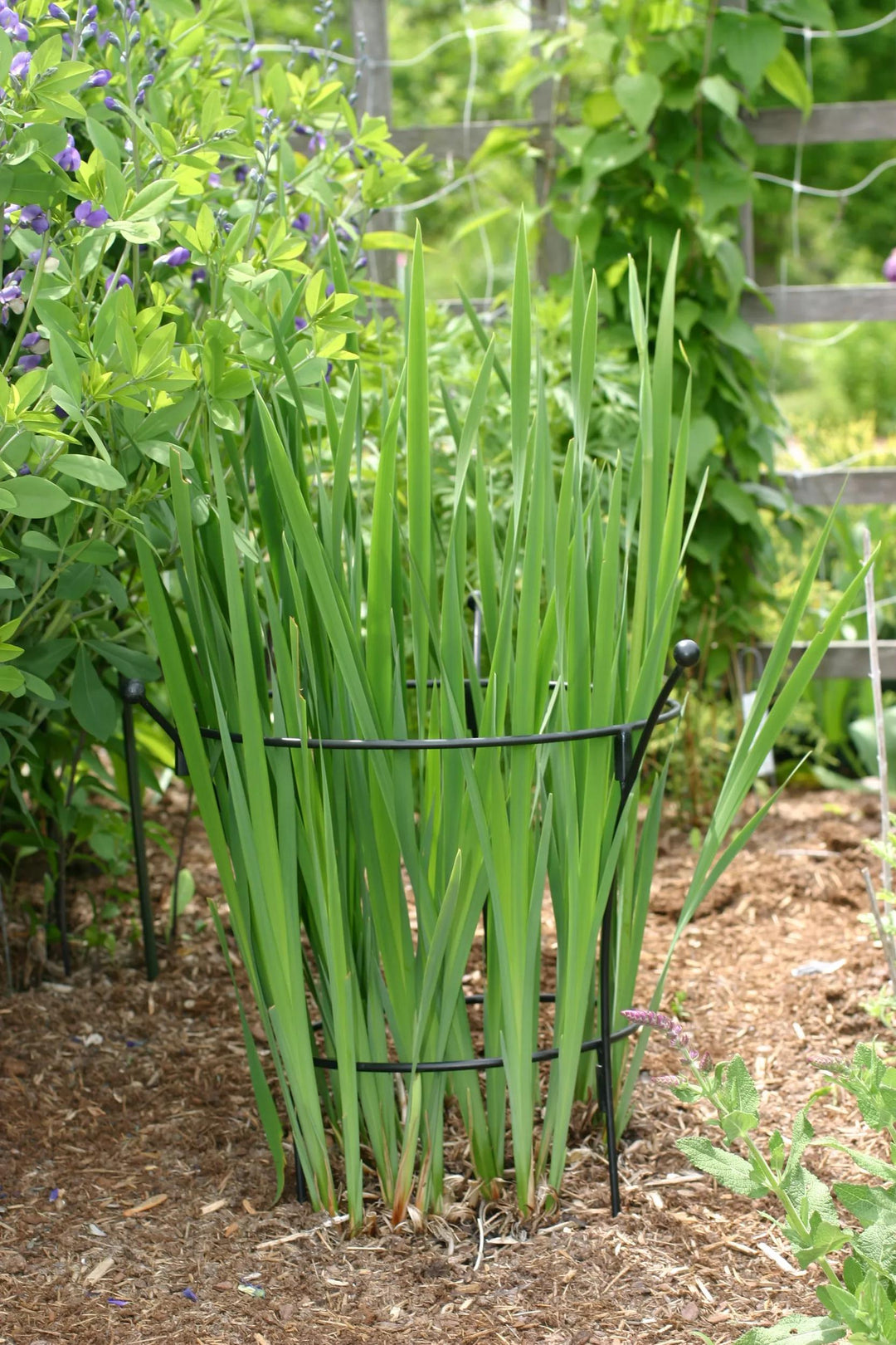 Supports pour plantes