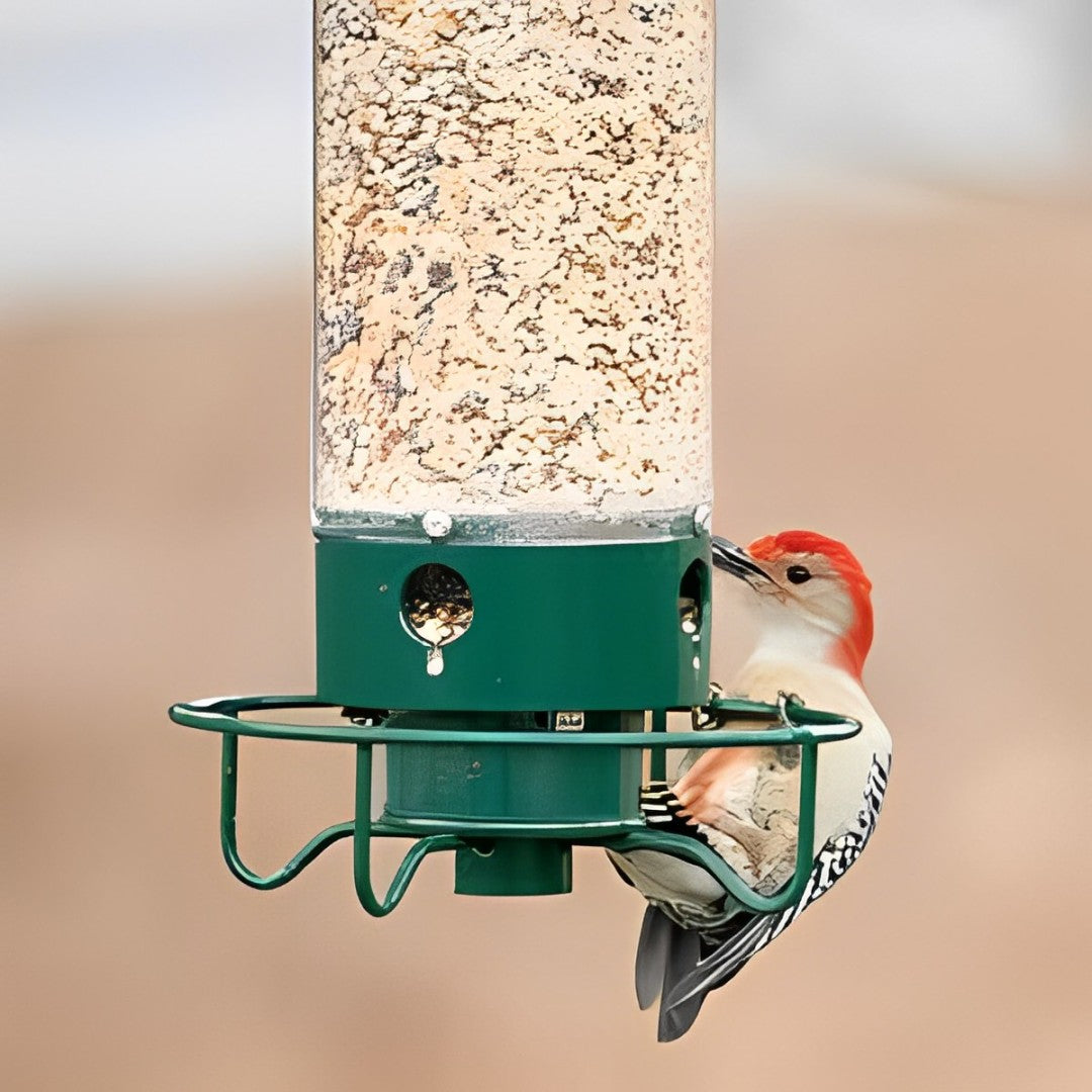 Mangeoire à Oiseaux Anti-Écureuil