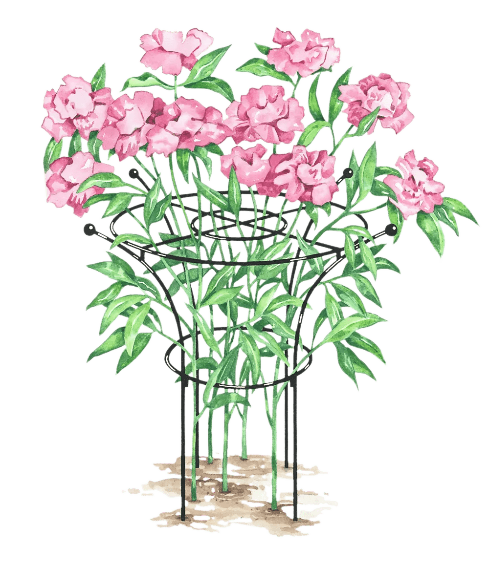 Supports pour plantes