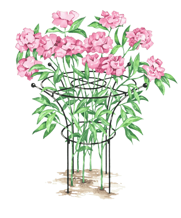 Supports pour plantes
