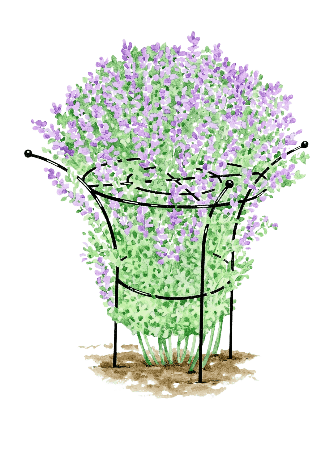 Supports pour plantes