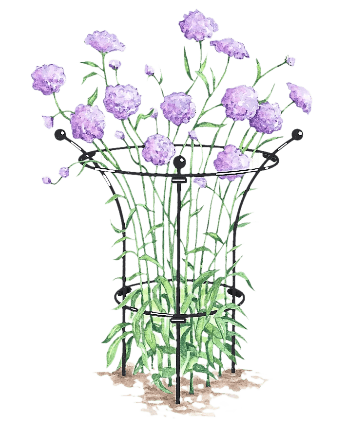 Supports pour plantes