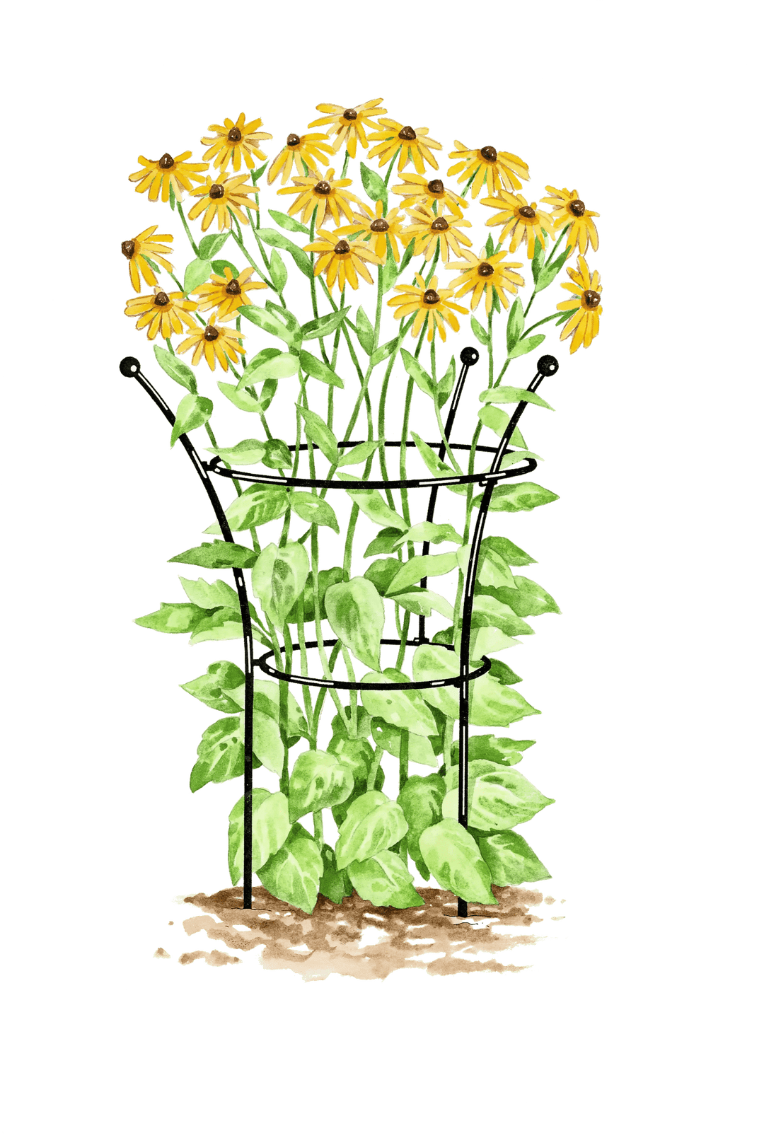 Supports pour plantes