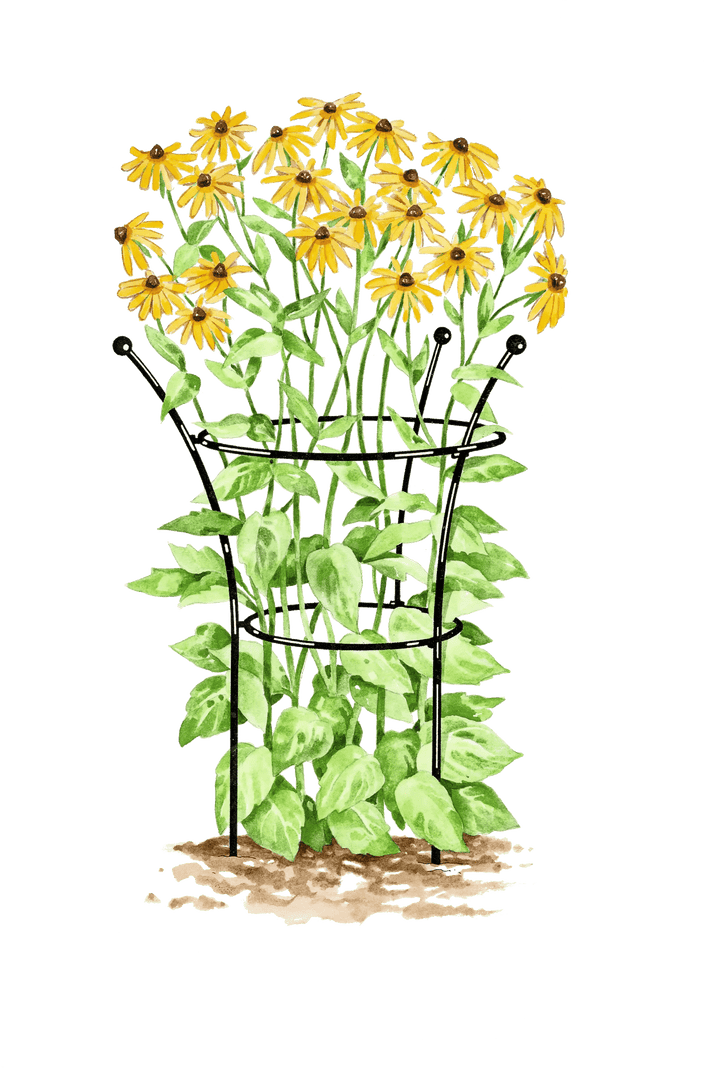 Supports pour plantes