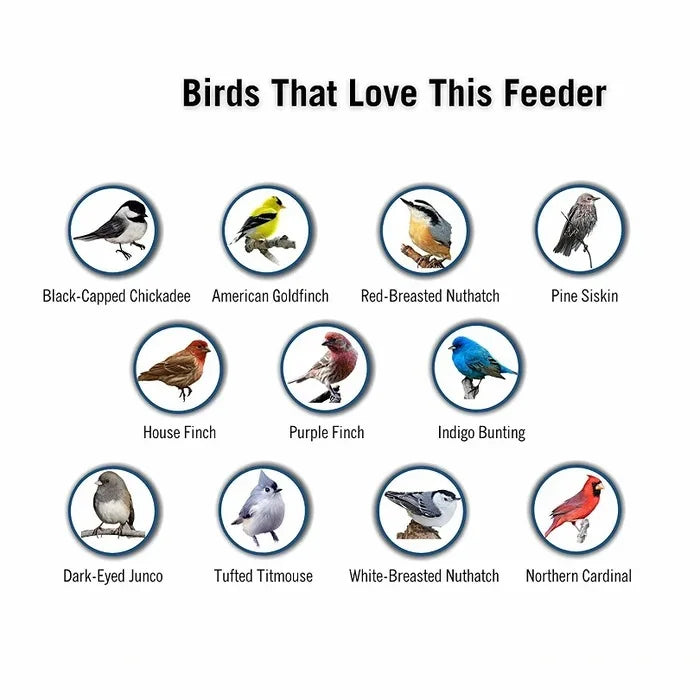 Mangeoire à Oiseaux Anti-Écureuil
